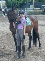 Bijrijdster aangeboden – regio Ommen (Overijssel), Dieren en Toebehoren, Ophalen of Verzenden, Nieuw