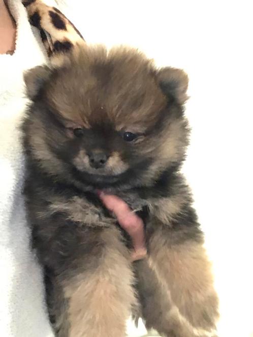 Pomeriaan Puppy Reu. Mag nest verlaten!, Dieren en Toebehoren, Honden | Poolhonden, Keeshonden en Oertypen, Reu, Keeshond, Particulier