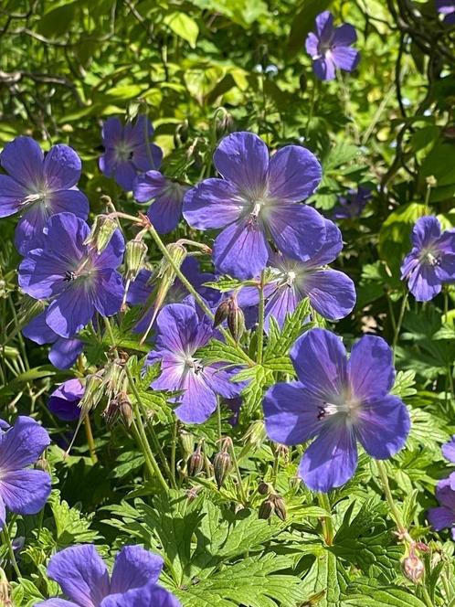 Te koop: vaste plant, blauw/paarse geranium, Tuin en Terras, Planten | Tuinplanten, Vaste plant, Bodembedekkers, Halfschaduw, Zomer
