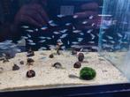 Kardinaal tetra, Dieren en Toebehoren, Vissen | Aquariumvissen, Vis, Zoetwatervis, Schoolvis