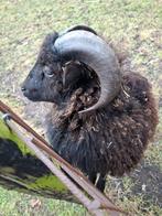 Ouessant ram, Mannelijk, Schaap, 0 tot 2 jaar