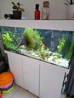 Juwel Rio 180 led met kast en alle toebehoren, Ophalen, Zo goed als nieuw, Gevuld zoetwateraquarium