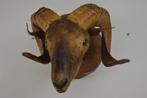 Taxidermie, ram BLOSSOM BROCANTE, Ophalen of Verzenden