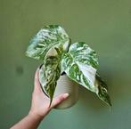 Monstera variegata 1, Huis en Inrichting, Kamerplanten, Ophalen of Verzenden, Minder dan 100 cm