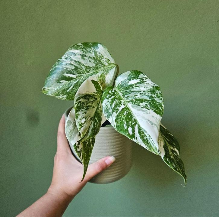 Monstera variegata 1, Huis en Inrichting, Kamerplanten, Minder dan 100 cm, Ophalen of Verzenden
