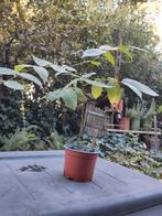 Zwarte walnoot - Zaailing - Juglans Nigra, Ophalen, Minder dan 100 cm, In pot, Walnotenboom