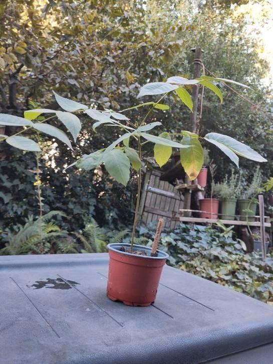 Zwarte walnoot - Zaailing - Juglans Nigra, Tuin en Terras, Planten | Fruitbomen, Walnotenboom, Minder dan 100 cm, Halfschaduw