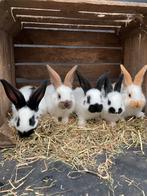 Groot Lotharinger konijntjes te koop, Meerdere dieren, Groot, 0 tot 2 jaar