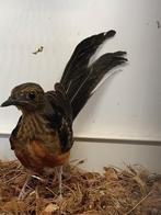 Te koop prachtige schamalijsters, Dieren en Toebehoren, Vogels | Overige Vogels, Mannelijk, Geringd