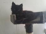 Lieve kater kruising maine coon  x ragdoll !, Meerdere dieren, Gechipt, 0 tot 2 jaar