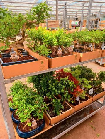 Bonsai-specialist Limburg beschikbaar voor biedingen