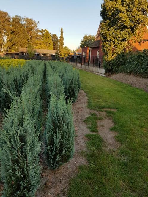 Landbouwgrond te huur gevraagd, Zakelijke goederen, Agrarisch | Agrarisch Onroerend goed, Ophalen