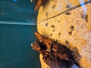 Helena slakken beschikbaar voor biedingen