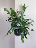 Platycerium Bifercatum - Hertshoornvaren / Hangplant, Ophalen, Overige soorten, Halfschaduw, Minder dan 100 cm