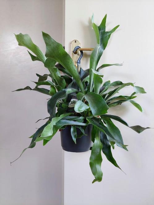 Platycerium Bifercatum - Hertshoornvaren / Hangplant, Huis en Inrichting, Kamerplanten, Overige soorten, Minder dan 100 cm, Groene kamerplant