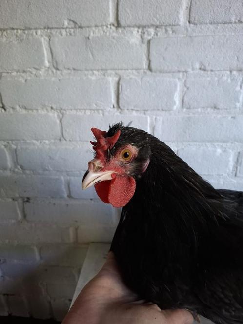Kraaikop haantje, Dieren en Toebehoren, Pluimvee, Kip, Mannelijk