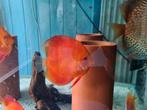 Albino Red Melon Discus, Symphysodon Discus, Dieren en Toebehoren, Vissen | Aquariumvissen, Vis, Zoetwatervis