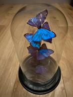 Stolp met opgezette blauwe vlinders - taxidermie, Huis en Inrichting, Ophalen of Verzenden, Zo goed als nieuw