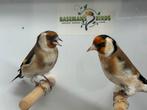 Majoor putters - Carduelis carduelis, Meerdere dieren, Wildzangvogel, Geringd