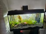 Juwel primo 110 met kast, Ophalen of Verzenden, Gebruikt, Gevuld zoetwateraquarium