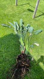Paradijsvogelplant, Ophalen, Zomer, Overige soorten, Volle zon