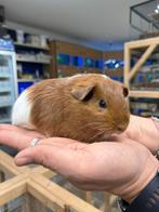 Te koop super leuke jonge cavia zeugjes (vrouwtjes), Dieren en Toebehoren, Knaagdieren, September, Vrouwelijk, Cavia