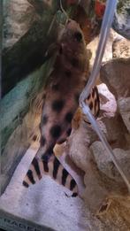 Cichliden te koop, alleen allemaal tegelijk, Dieren en Toebehoren, Vissen | Aquariumvissen, Vis