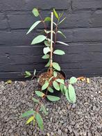 🌳 Eucalyptus pauciflora debeuzevillei - winterhard, Tuin en Terras, Bloeit niet, Overige soorten, Minder dan 100 cm, Ophalen
