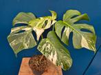 Monstera Deliciosa Variegata p12 (11)