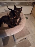 2 hele mooie Maine coon X Europees korthaar kittens, Dieren en Toebehoren, Katten en Kittens | Overige Katten, Meerdere dieren