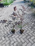Rode beuken 80 cm, Ophalen, Beukenhaag