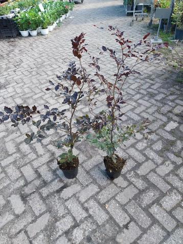 Rode beuken 80 cm beschikbaar voor biedingen
