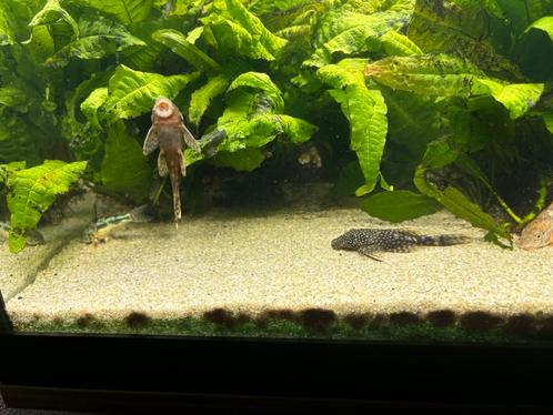 Anchistrus algeneters, Dieren en Toebehoren, Vissen | Aquariumvissen, Vis