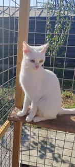 Khao manee diamond cat poesje gest 2 jaar, Dieren en Toebehoren, Katten en Kittens | Raskatten | Korthaar, Poes, Gechipt, 0 tot 2 jaar