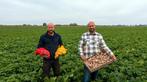 Nieuwe aardappelen