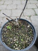 Yacon knol in pot, Tuin en Terras, Overige soorten, Volle zon, Vaste plant, Ophalen of Verzenden