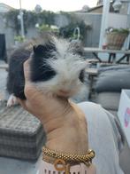 Ch Teddy cavia, Dieren en Toebehoren, Knaagdieren, Cavia, Mannelijk, Mei, Tam