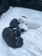 Puppies mix Japanse Spits & Jack Russel, Dieren en Toebehoren, Honden | Poolhonden, Keeshonden en Oertypen, 8 tot 15 weken, Meerdere