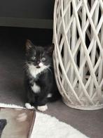 2 lieve katers mogen weg op 05-11-2025 leuk kerst cadeautje, Dieren en Toebehoren, Katten en Kittens | Overige Katten, Kater, Kortharig