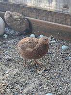 Japanse kwartel 100% celadon hennen, Dieren en Toebehoren, Pluimvee, Vrouwelijk, Kip