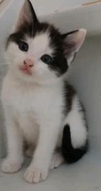 kitten kittens poesje katje kater kat, Dieren en Toebehoren, Katten en Kittens | Raskatten | Korthaar, Kater