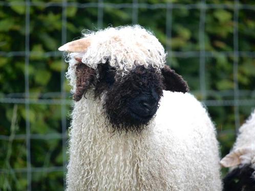 Walliser Schwarznase ramlammeren, Dieren en Toebehoren, Schapen, Geiten en Varkens, Schaap, Mannelijk, 0 tot 2 jaar