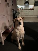 Herder Husky / Herder, 8 tot 15 weken, Groot, Meerdere, Nederland