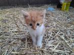 Kittens rode en zwarte katers, Dieren en Toebehoren, Katten en Kittens | Raskatten | Korthaar, Meerdere dieren, 0 tot 2 jaar