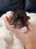 Shitzu / Shih Tzu puppies, Dieren en Toebehoren, Honden | Chihuahua's en Gezelschapshonden, Overige rassen, 8 tot 15 weken, Meerdere