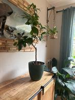 Jonge Sinaasappelboom in Pot, Ophalen, Fruitplant, Halfschaduw, In pot