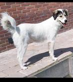 Mixhond Faye, bijna 2 jr ter adoptie, Dieren en Toebehoren, Particulier, 1 tot 2 jaar, Buitenland, Teef