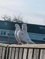 Tam duiven hoegflig, Dieren en Toebehoren, Vogels | Duiven