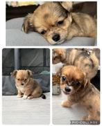 Chihuahua pups, Dieren en Toebehoren, Honden | Chihuahua's en Gezelschapshonden, Particulier, Meerdere, 8 tot 15 weken, Meerdere dieren