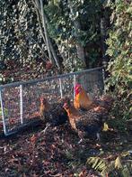 Prachtige raszuivere Orpington haan (voorjaar 2025), Dieren en Toebehoren, Mannelijk, Kip